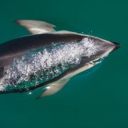 2007-11-28_23445_WTA_5DM1 Dolphin Encounter - Kaikoura, New Zealand