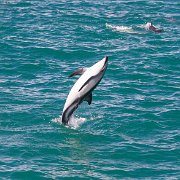 2007-11-28_23583_WTA_5DM1 Dolphin Encounter - Kaikoura, New Zealand