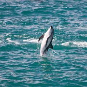 2007-11-28_23586_WTA_5DM1 Dolphin Encounter - Kaikoura, New Zealand