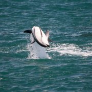 2007-11-28_23601_WTA_5DM1 Dolphin Encounter - Kaikoura, New Zealand