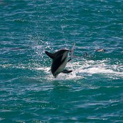 2007-11-28_23602_WTA_5DM1 Dolphin Encounter - Kaikoura, New Zealand