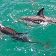 2007-11-28_23643_WTA_5DM1 Dolphin Encounter - Kaikoura, New Zealand