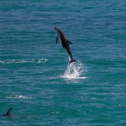 2007-11-28_23711_WTA_5DM1 Dolphin Encounter - Kaikoura, New Zealand