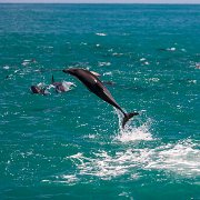 2007-11-28_24013_WTA_5DM1 Dolphin Encounter - Kaikoura, New Zealand
