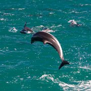 2007-11-28_24014_WTA_5DM1 Dolphin Encounter - Kaikoura, New Zealand