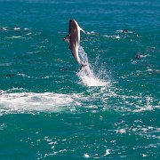 2007-11-28_24028_WTA_5DM1 Dolphin Encounter - Kaikoura, New Zealand