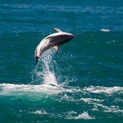 2007-11-28_24065_WTA_5DM1 Dolphin Encounter - Kaikoura, New Zealand