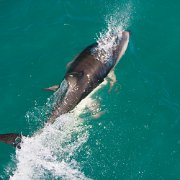 2007-11-28_24206_WTA_5DM1 Dolphin Encounter - Kaikoura, New Zealand