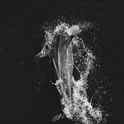 20071129_IMG_07308-Edit-2 Dolphin Encounter - Kaikoura, New Zealand