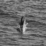 20071129_IMG_07310-Edit-2 Dolphin Encounter - Kaikoura, New Zealand
