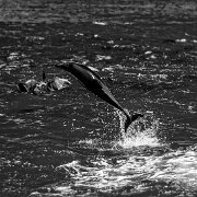 20071129_IMG_07383-Edit-2 Dolphin Encounter - Kaikoura, New Zealand