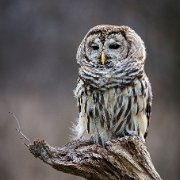 2016-03-19_91701_WTA_5DSR Barred Owl