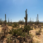 2013-04-13_16-38_19596_WTA_5DM3 Saguaro National Park, Tucson, Arizona is home to North America’s largest cacti. The giant saguaro is the universal symbol of the American west. These majestic...