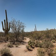 2013-04-13_17-07_19831_WTA_5DM3 Saguaro National Park, Tucson, Arizona is home to North America’s largest cacti. The giant saguaro is the universal symbol of the American west. These majestic...
