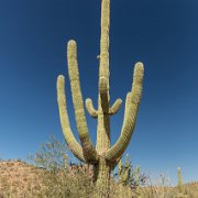 2013-04-13_17-08_19846_WTA_5DM3 Saguaro National Park, Tucson, Arizona is home to North America’s largest cacti. The giant saguaro is the universal symbol of the American west. These majestic...