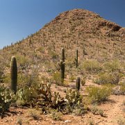 2013-04-13_17-17_19883_WTA_5DM3 Saguaro National Park, Tucson, Arizona is home to North America’s largest cacti. The giant saguaro is the universal symbol of the American west. These majestic...