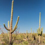 2013-04-13_17-29_19934_WTA_5DM3 Saguaro National Park, Tucson, Arizona is home to North America’s largest cacti. The giant saguaro is the universal symbol of the American west. These majestic...