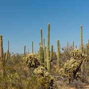 2013-04-13_17-36_19988_WTA_5DM3 Saguaro National Park, Tucson, Arizona is home to North America’s largest cacti. The giant saguaro is the universal symbol of the American west. These majestic...
