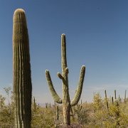 2013-04-13_17-36_19994_WTA_5DM3 Saguaro National Park, Tucson, Arizona is home to North America’s largest cacti. The giant saguaro is the universal symbol of the American west. These majestic...