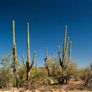 2013-04-13_17-47_20013_WTA_5DM3 Saguaro National Park, Tucson, Arizona is home to North America’s largest cacti. The giant saguaro is the universal symbol of the American west. These majestic...