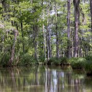 2023-05-13_202011_WTA_R5 Honey Island Swamp in Louisiana is a captivating and mysterious natural wonder. Located in the southeastern part of the state, this expansive swamp covers over...