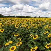 2017-08-13_126548_WTA_Phan4Pro Sunflowers