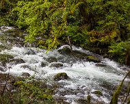 2024-05-01_435682_WTA_R5 Sweetwater Creek Falls, Mapleton, Oregon