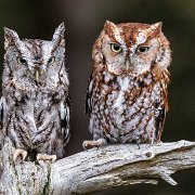 2022-11-29_130598_WTA_R5 Canadian Raptor Conservancy