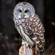 2022-11-29_130922_WTA_R5 Canadian Raptor Conservancy