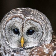 2022-11-29_130930_WTA_R5 Canadian Raptor Conservancy