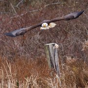 2022-11-29_131733_WTA_R5 Canadian Raptor Conservancy