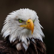 2022-11-29_131865_WTA_R5 Canadian Raptor Conservancy