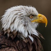 2022-11-29_131874_WTA_R5 Canadian Raptor Conservancy