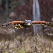 2022-11-29_132057_WTA_R5 Canadian Raptor Conservancy