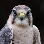 2022-11-29_132388_WTA_R5 Canadian Raptor Conservancy