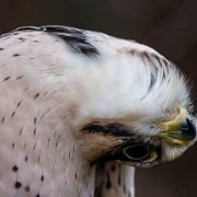 2022-11-29_132426_WTA_R5 Canadian Raptor Conservancy