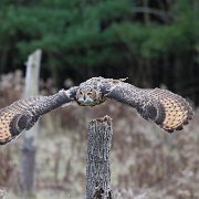 2022-11-29_132474_WTA_R5-Edit Canadian Raptor Conservancy