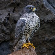 2022-11-29_132637_WTA_R5 Canadian Raptor Conservancy