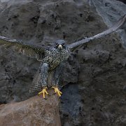 2022-11-29_132771_WTA_R5 Canadian Raptor Conservancy