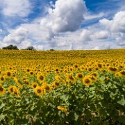 2017-08-13_126872_WTA_Phan4Pro Sunflowers