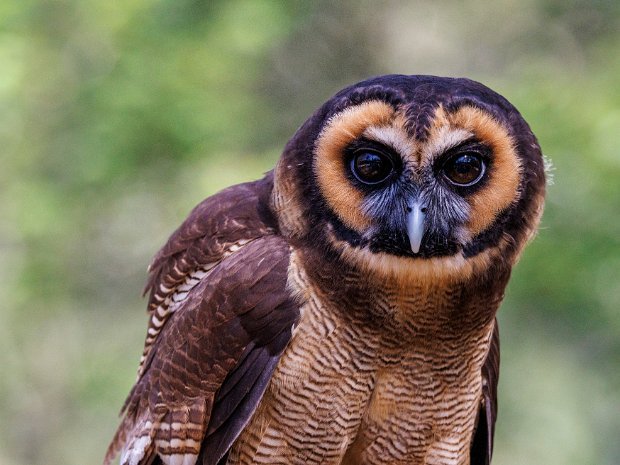 Asian Brown Owl