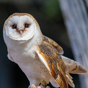 2022-04-03_066228_WTA_R5 Center for Birds of Prey Charleston, SC Barn Owl