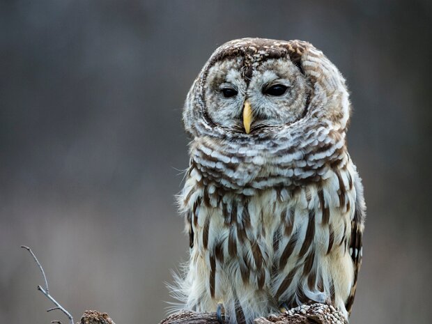 Barred Owl