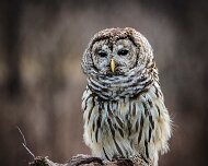 2016-03-19_91770_WTA_5DSR Barred Owl