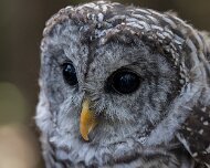 2026-09-22_341749_WTA_R5m2 Canadian Raptor Conservancy Simcoe, Ontario
