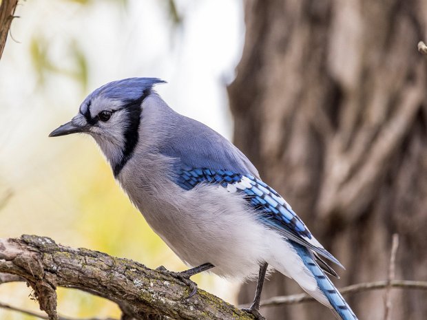 Blue Jay