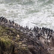 2024-05-01_436045_WTA_R5 Heceta Beach, Oregon