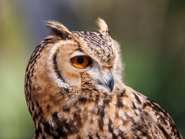 Desert Eagle Owl