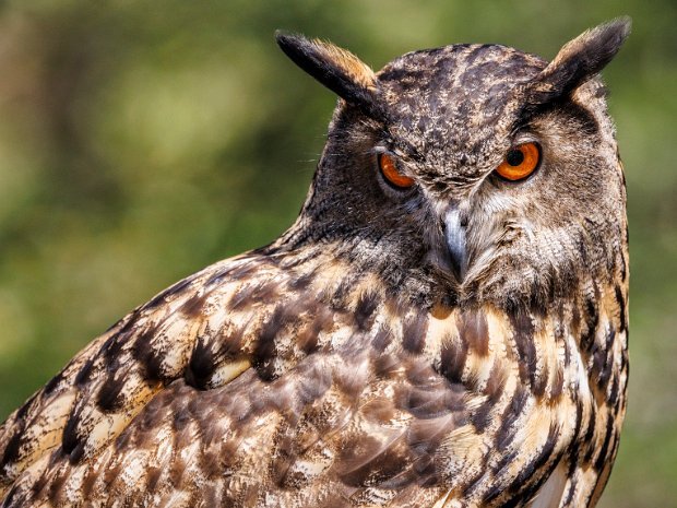 Eurasian Eagle Owl