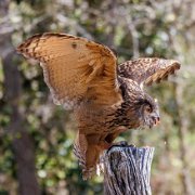 2022-04-03_067571_WTA_R5 Center for Birds of Prey Charleston, SC Eurasian Eagle Owl